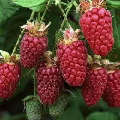 Малина РУБИНОВОЕ ОЖЕРЕЛЬЕ в Горках