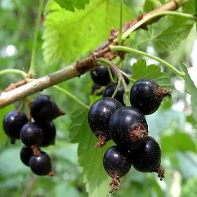 Смородина чёрная БИНАР в Горках