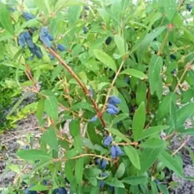 Жимолость съедобная АМФОРА в Горках