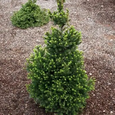 Ель ВИЛС ЦВЕРГ обыкновенная в Горках