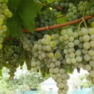 Виноград АНАНАСНЫЙ РАННИЙ в Горках