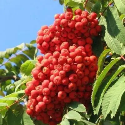 Рябина НЕВЕЖИНСКАЯ сладкоплодная в Горках