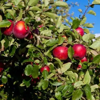Яблоня СЯБРЫНА в Горках