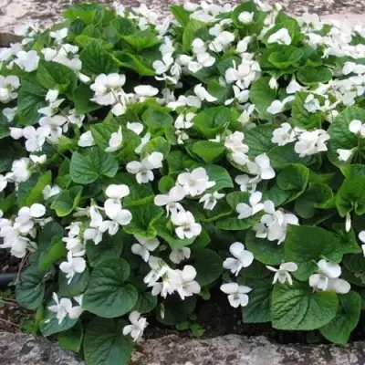 Фиалка АЛЬБИФЛОРА сестринская в Горках