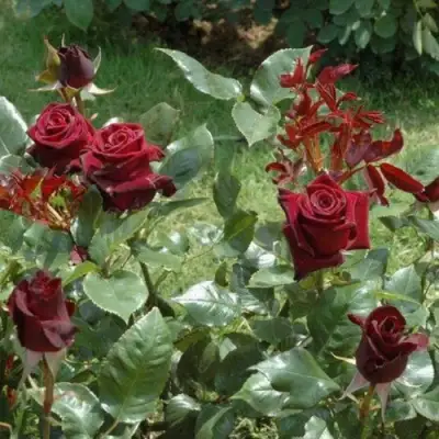 Роза БЛЭК БАККАРА чайно-гибридная в Горках