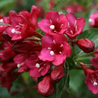 Вейгела ЕВА РАТКЕ в Горках