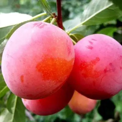 Слива КОМЕТА в Горках