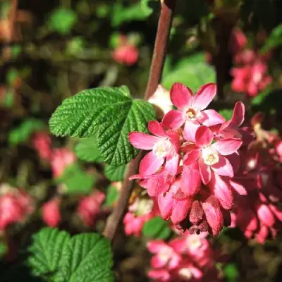 Смородина кроваво-красная ПУЛБОРО СКАРЛЕТ  в Горках
