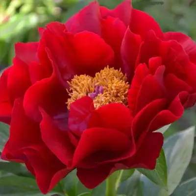 Пион МАКИНАК ГРАНД травянистый в Горках