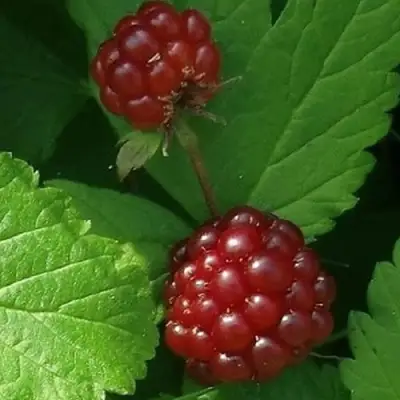 Княженика КЛОН в Горках