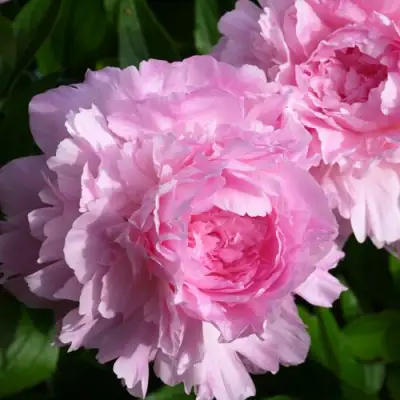 Пион ЛЕТЯЩИЙ ЖУРАВЛЬ травянистый в Горках