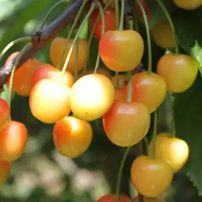 Черешня ЯНТАРНАЯ в Горках