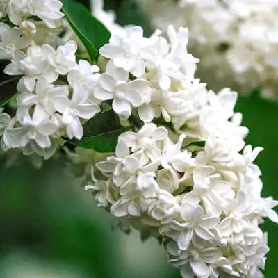 Сирень МАДАМ ЛЕМУАН в Горках