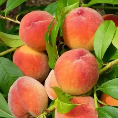Персик РЕД ХЕВЕН в Горках