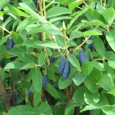 Жимолость съедобная ПУШКИНСКАЯ в Горках