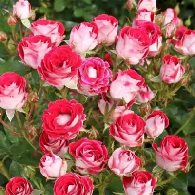 Роза ШОНЕ КОБЛЕНЦЕРИН флорибунда в Горках