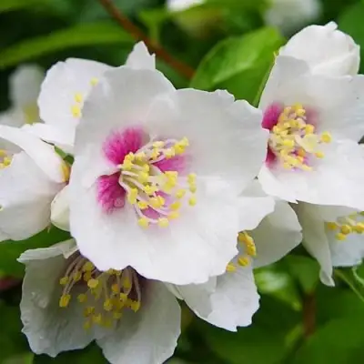 Жасмин БЕЛЬ ЭТУАЛЬ в Горках