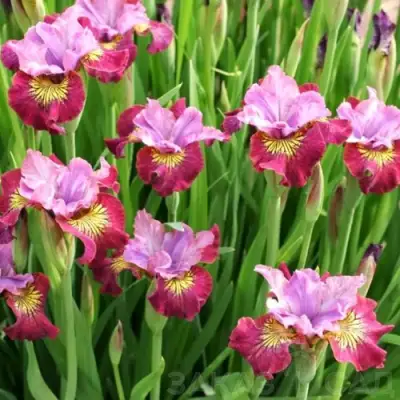 Ирис МИСС ЭППЛ сибирский в Горках