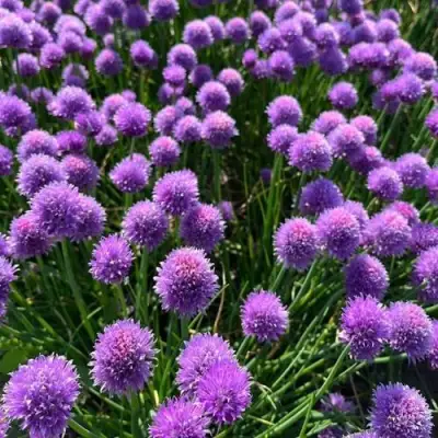 Лук-шнитт в Горках