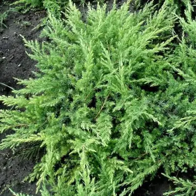 Можжевельник ШЛЯГЕР прибрежный в Горках