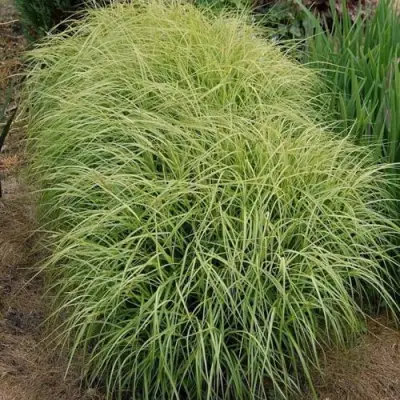 Осока ВАРИЕГАТА пальмолистная в Горках