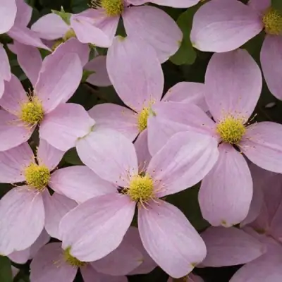 Клематис ГОРНЫЙ в Горках