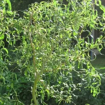 Ива МАТСУДАНА в Горках