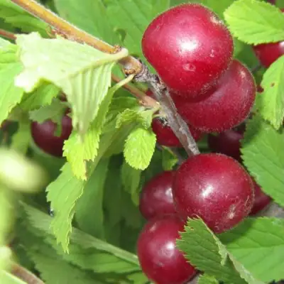 Вишня персиковая АФЛОЦЕРАЗУС в Горках