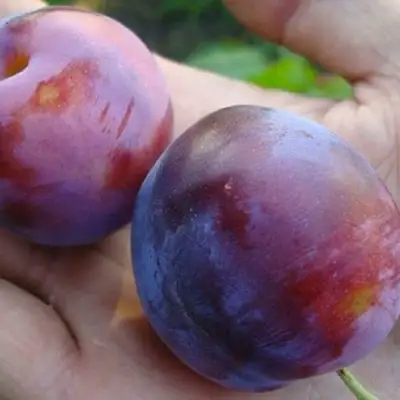 Слива РЕНКЛОД в Горках