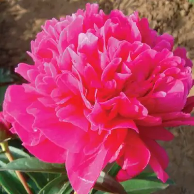 Пион РУБИНОВЫЙ СВЕТ травянистый в Горках