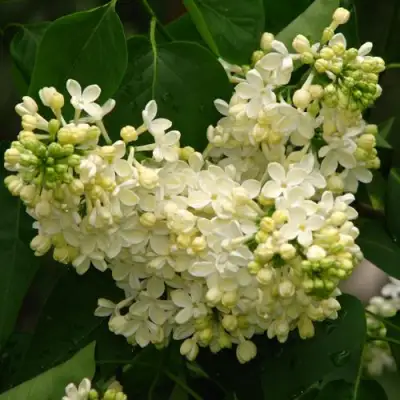 Сирень ПРИМРОУЗ в Горках