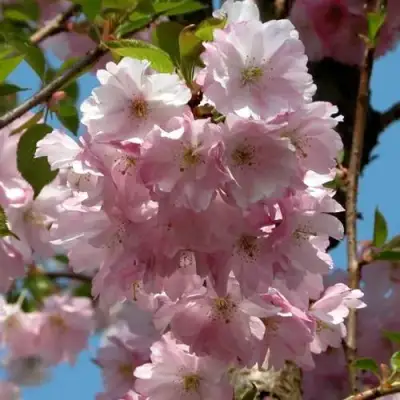 Вишня АККОЛЕЙД цветущая в Горках