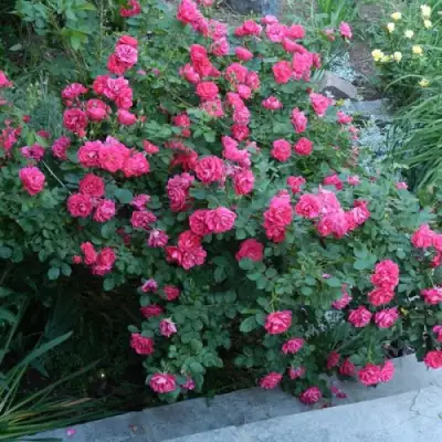 Роза ДЖОРДЖ ВАНКУВЕР флорибунда в Горках