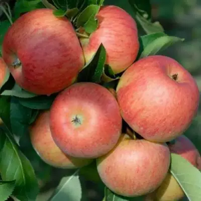 Яблоня ТОПАЗ в Горках