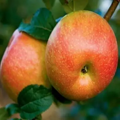 Яблоня ПЕРСИКОВАЯ в Горках