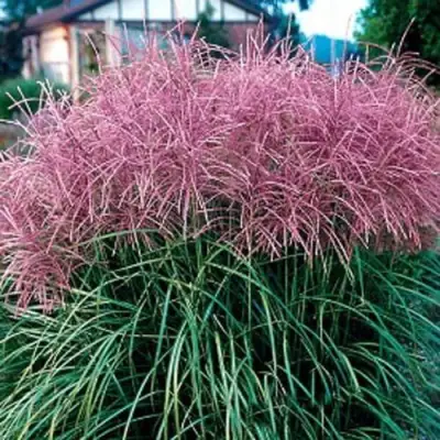 Мискантус МАЛЕПАРТУС китайский  в Горках
