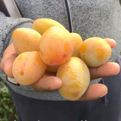 Слива ЯХОНТОВАЯ в Горках