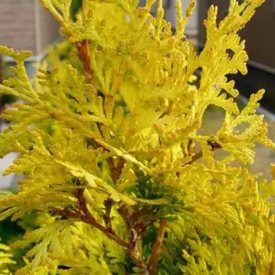 Туя ЕВРОПА ГОЛД западная в Горках