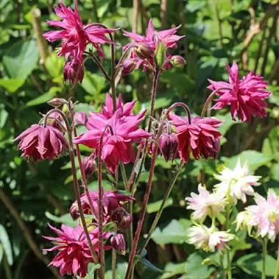 Аквилегия БАРЛОУ БОРДО обыкновенная в Горках