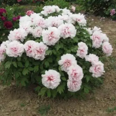 Пион ПЕРСИК ПОД СНЕГОМ древовидный в Горках