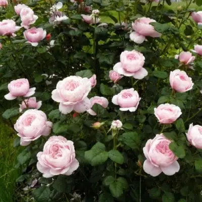 Роза КУИН ОФ СУИДЕН (КОРОЛЕВА ШВЕЦИИ) английская в Горках