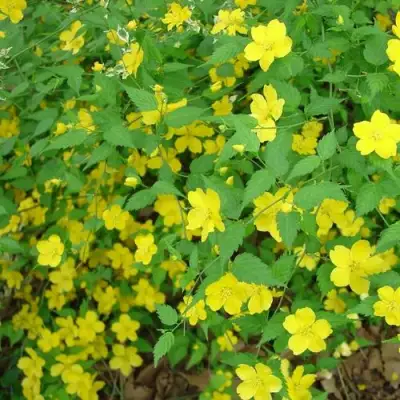 Керрия японская ГОЛДЕН ГИНЕЯ в Горках