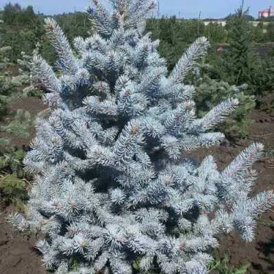 Ель МИСТИ БЛЮ голубая в Горках