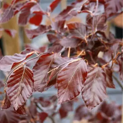 Бук лесной АТРОПУНИЦЕА в Горках