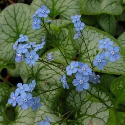 Бруннера ДЖЭК ФРОСТ в Горках