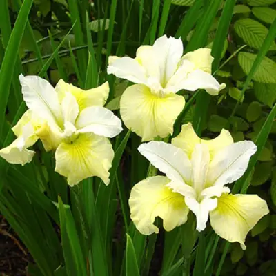 Ирис ЙЕЛЛОУ ТЕЙЛ сибирский в Горках