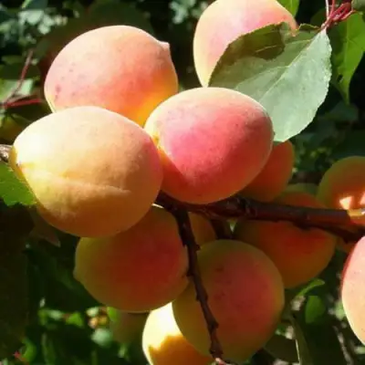 Абрикос СЮРПРИЗ в Горках