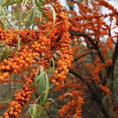 Облепиха СЕРАФИМА в Горках