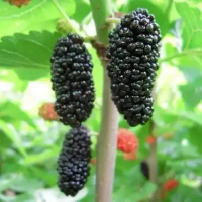 Шелковица ГАЛИЦИЯ в Горках