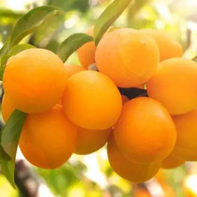 Слива МАРА в Горках